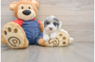 Poodle Pup Being Cute