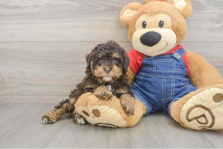 Petite Pooodle Purebred Puppy