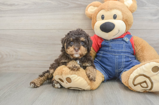 Petite Pooodle Purebred Puppy