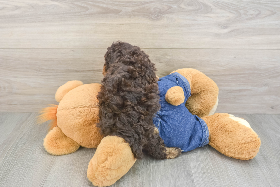 Hypoallergenic Poodle Purebred Pup