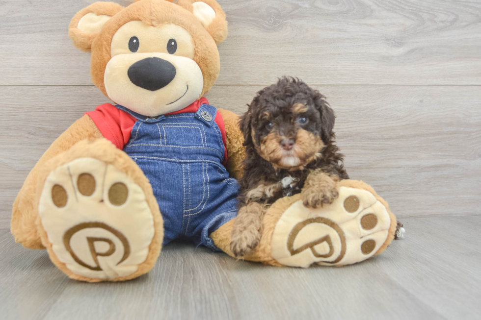 Sweet Pudle Purebred Puppy