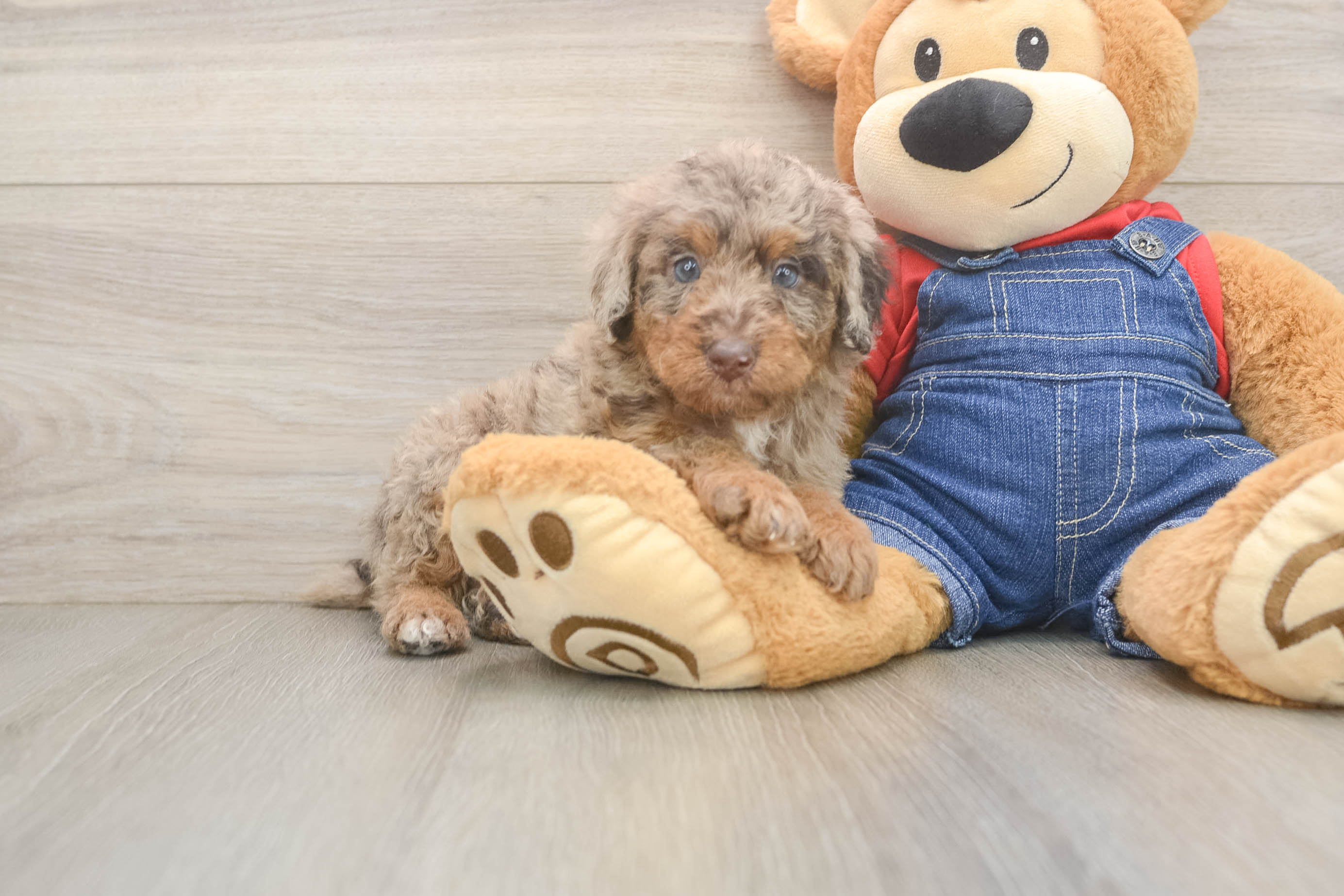 Best Poodle Baby