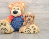 7 week old Poodle Puppy For Sale - Premier Pups