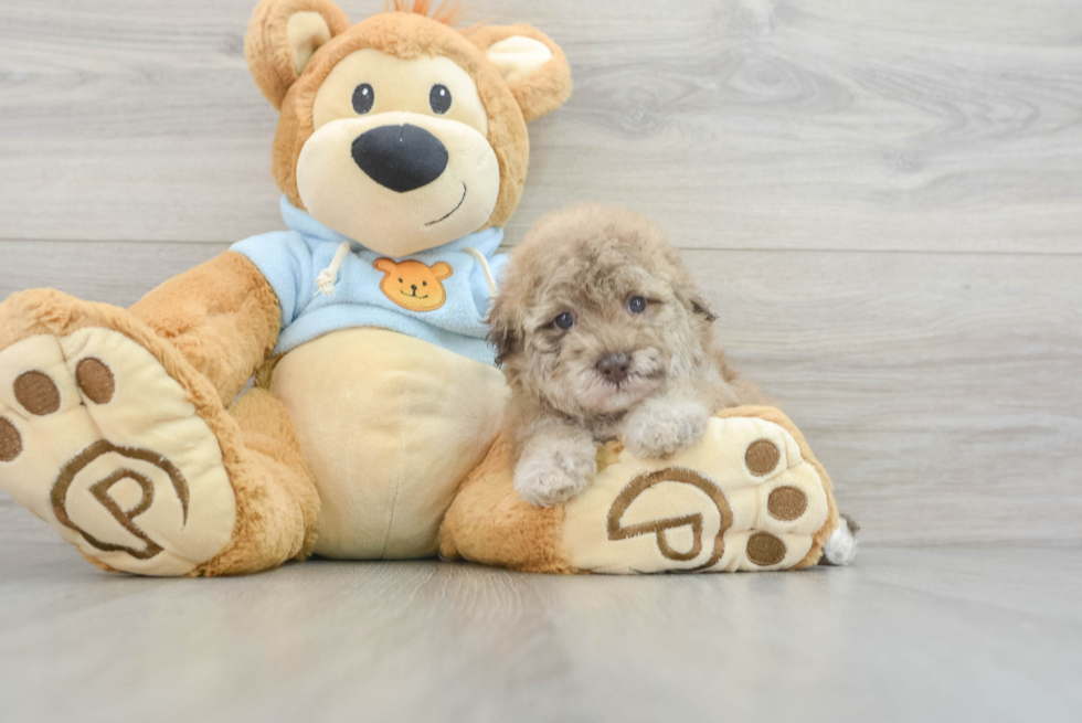 Akc Registered Poodle Baby