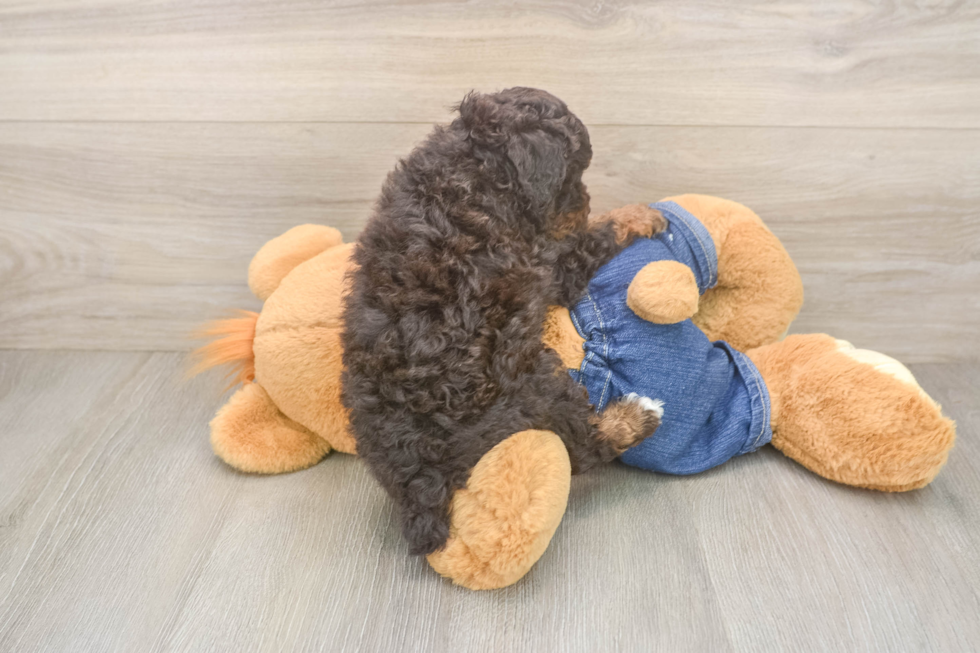 Popular Poodle Purebred Pup