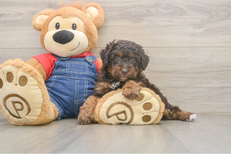 Poodle Puppy for Adoption