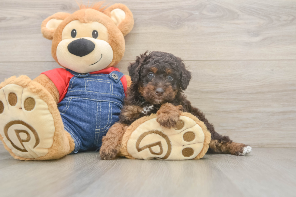 Poodle Puppy for Adoption