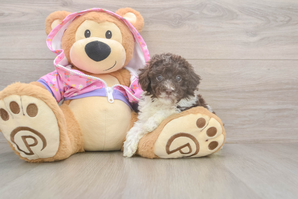 Poodle Puppy for Adoption