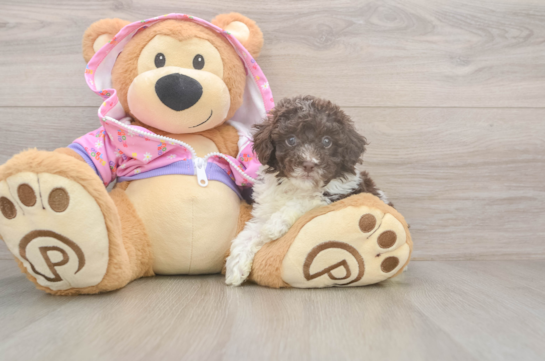 Poodle Puppy for Adoption