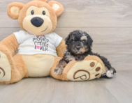 5 week old Poodle Puppy For Sale - Premier Pups