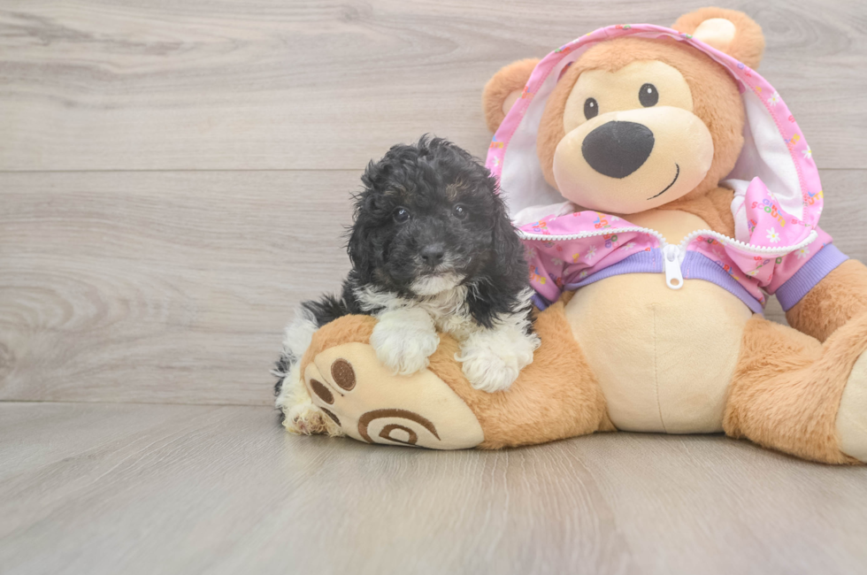 6 week old Poodle Puppy For Sale - Premier Pups