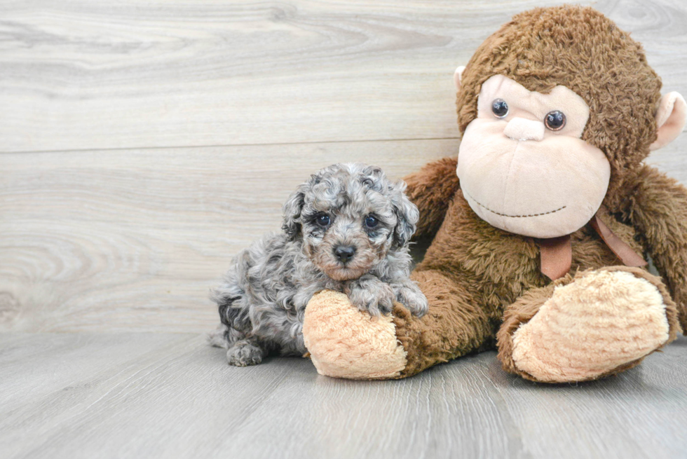 Smart Pudle Purebred Puppy