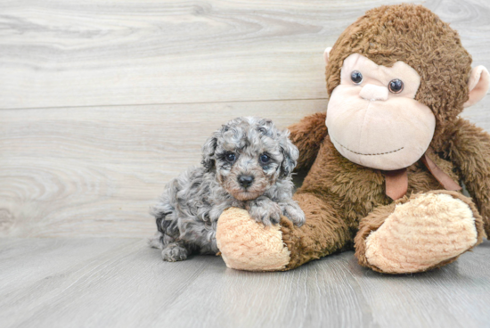 Smart Pudle Purebred Puppy