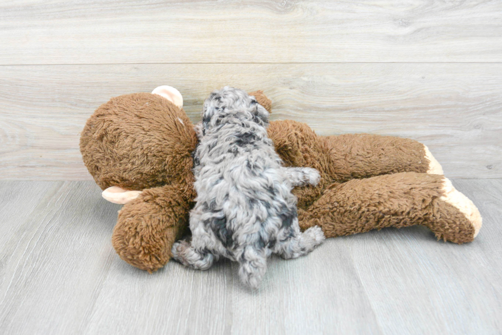 Smart Pudle Purebred Puppy