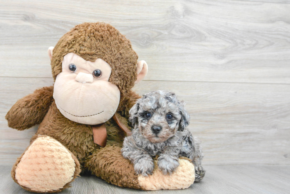 Sweet Pudle Purebred Puppy