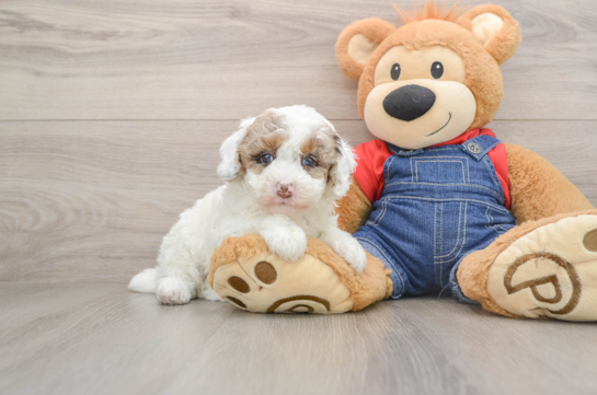 Best Poodle Baby