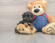 7 week old Poodle Puppy For Sale - Premier Pups