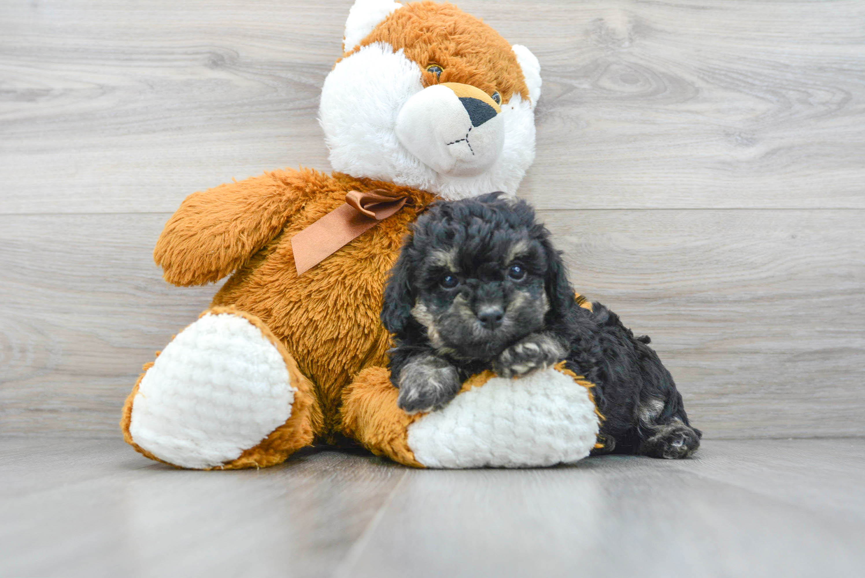 Hypoallergenic Poodle Purebred Pup