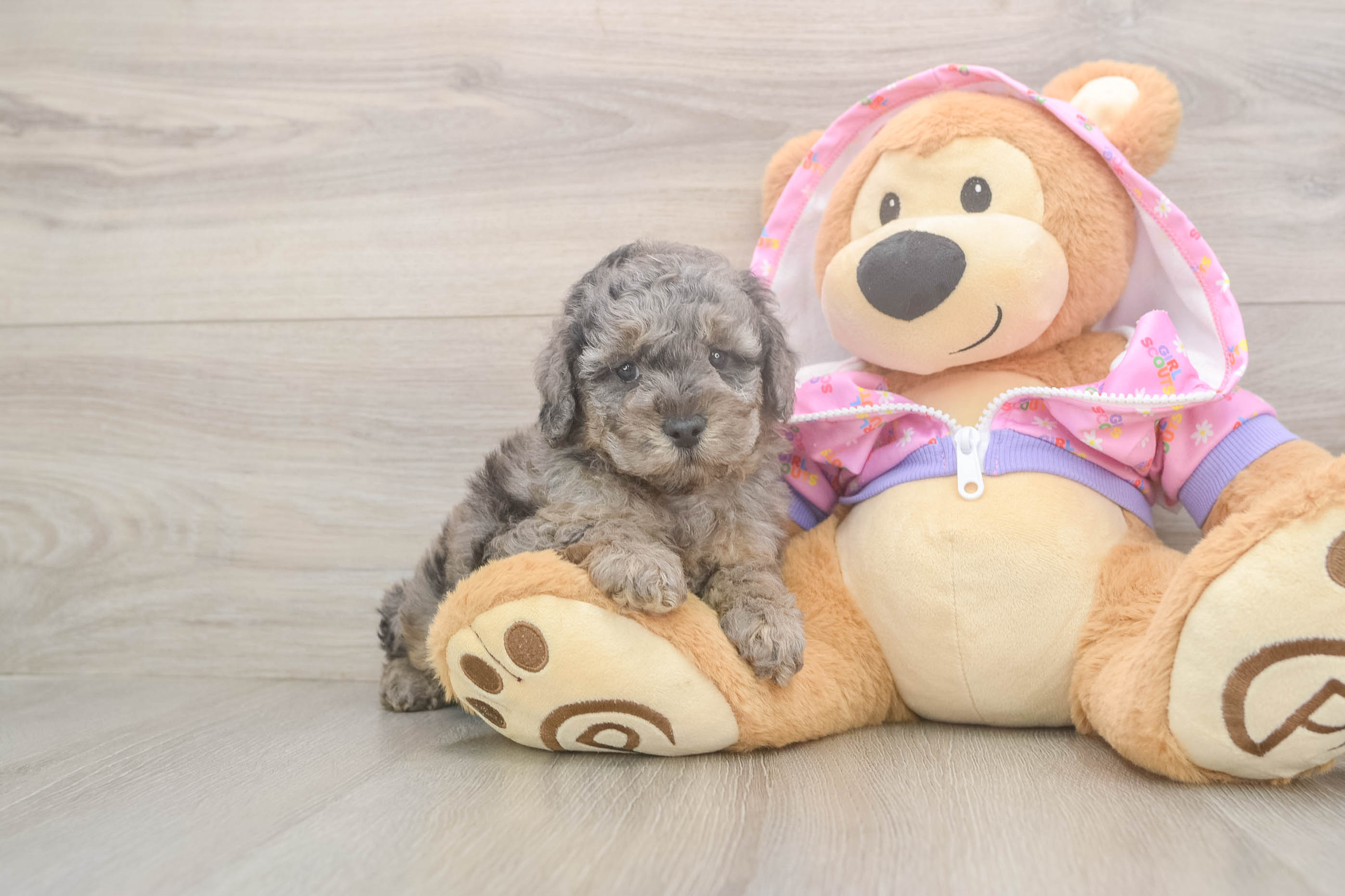 Friendly Poodle Baby