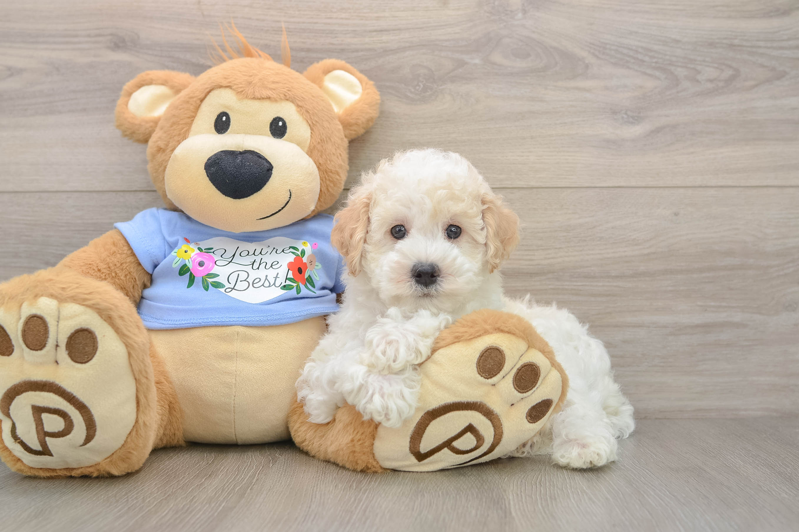 Best Poodle Baby