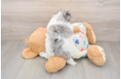 Smart Caniche Purebred Puppy