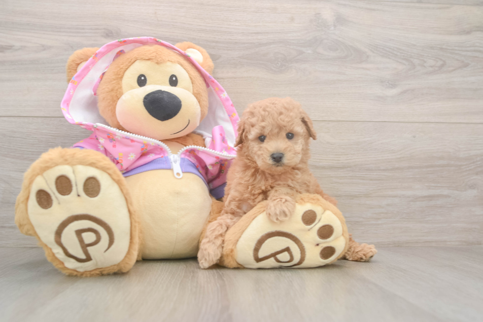 Poodle Puppy for Adoption