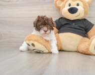 7 week old Poodle Puppy For Sale - Premier Pups