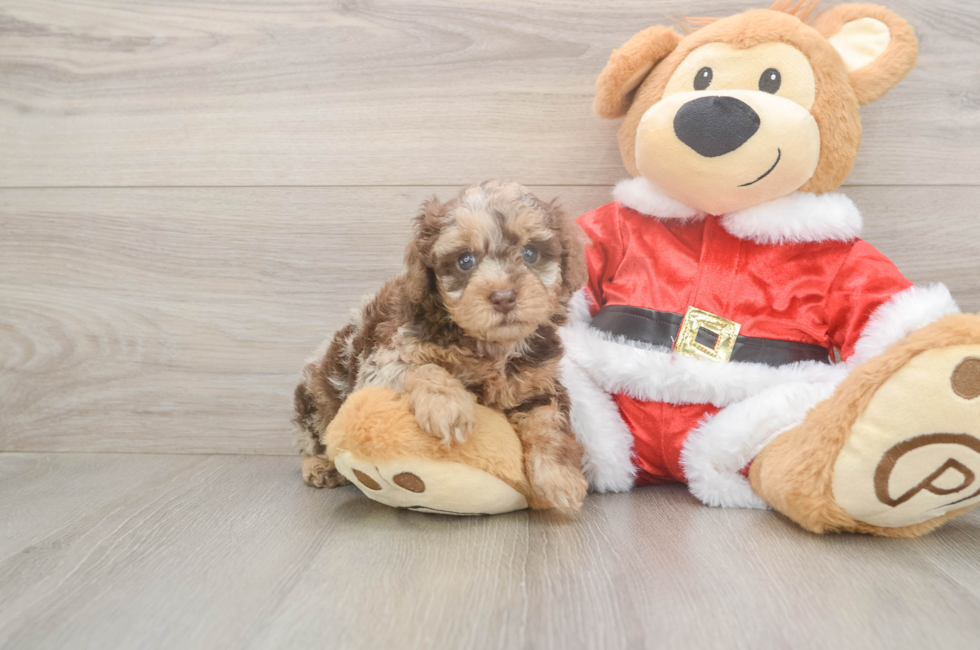 6 week old Poodle Puppy For Sale - Premier Pups