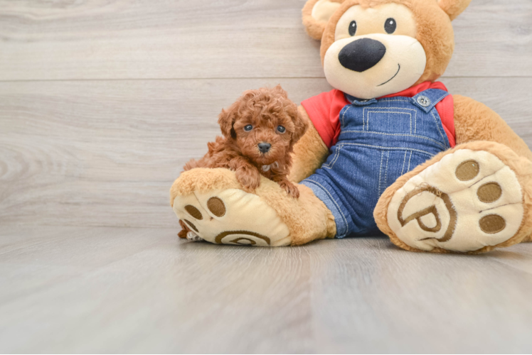 Poodle Puppy for Adoption