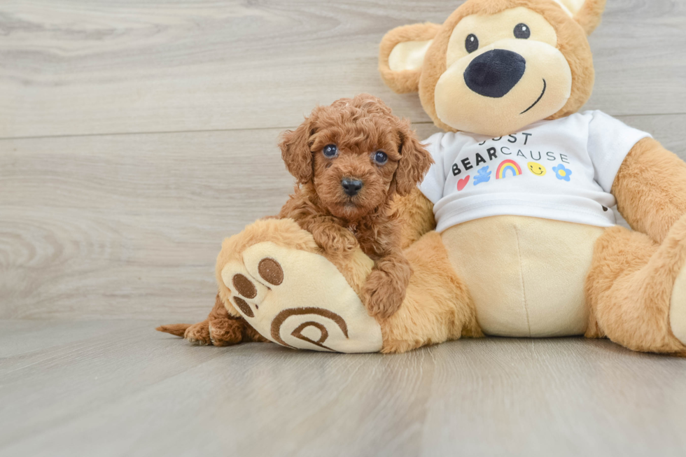 Small Poodle Purebred Pup