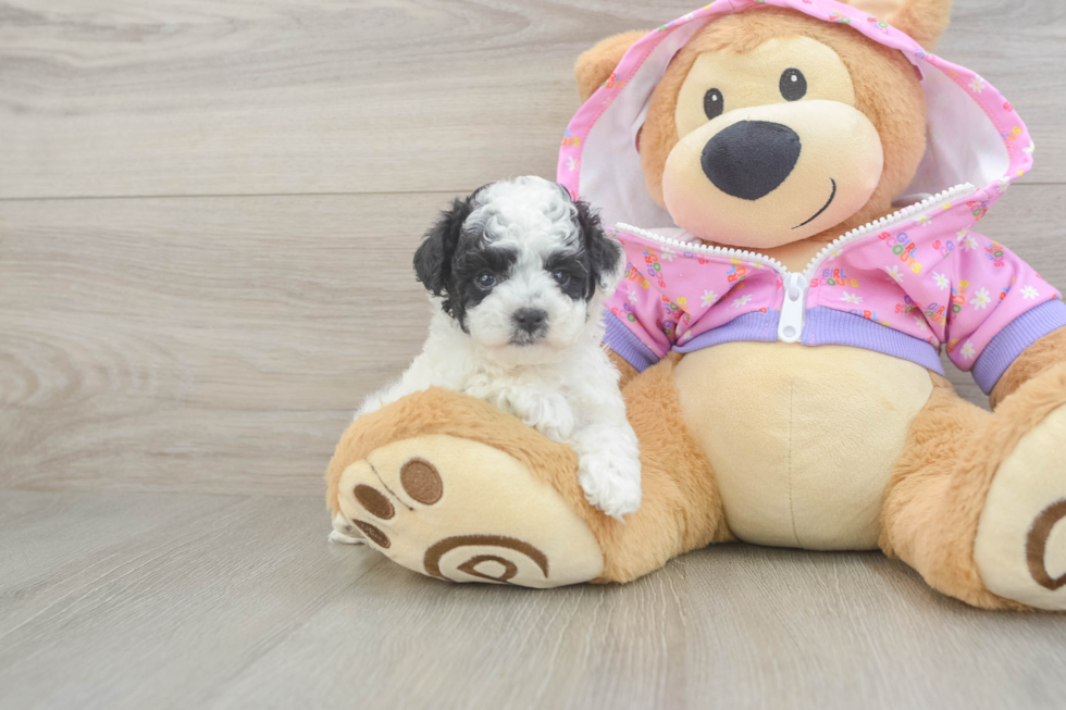 Sweet Caniche Purebred Puppy