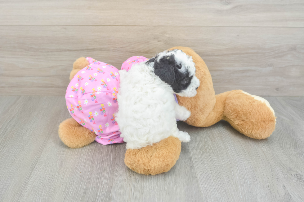 Funny Poodle Purebred Pup