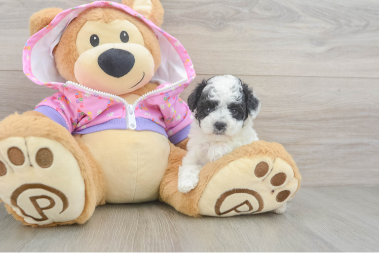 Poodle Puppy for Adoption