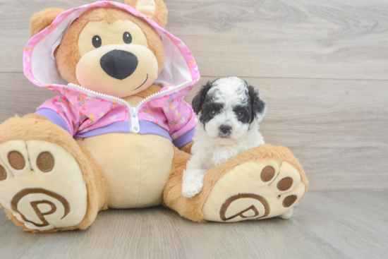 Poodle Puppy for Adoption