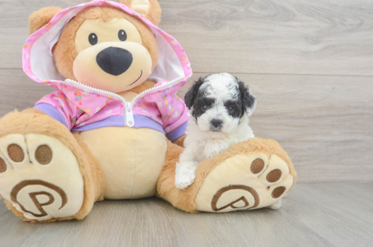 Poodle Puppy for Adoption