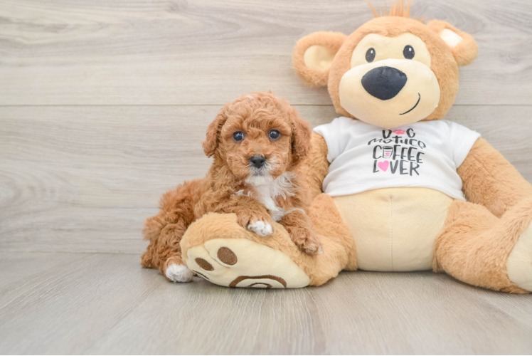 Poodle Pup Being Cute