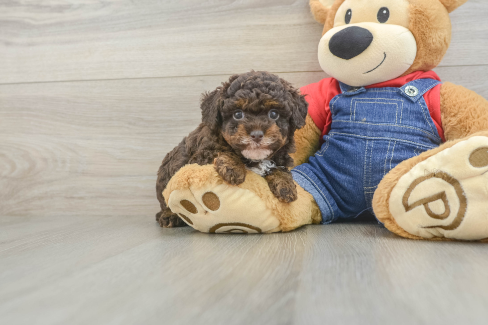 Poodle Pup Being Cute