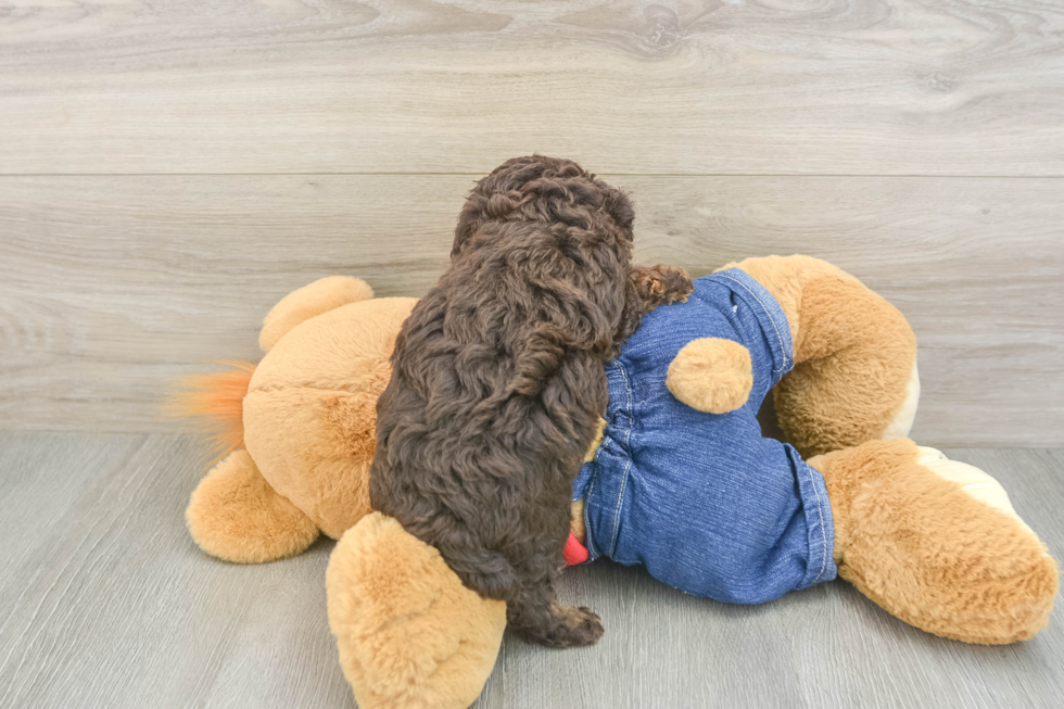 Poodle Puppy for Adoption