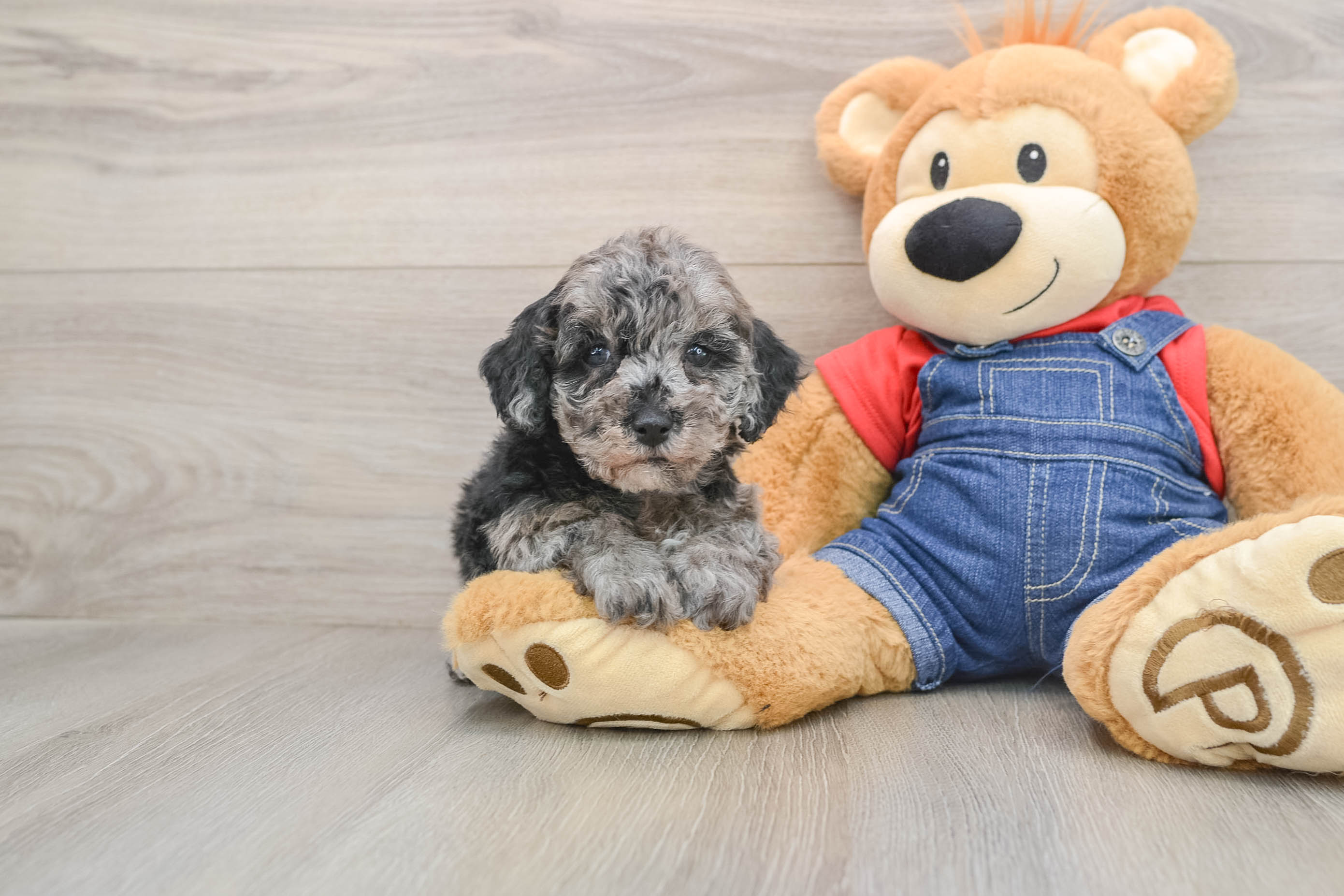 Best Poodle Baby