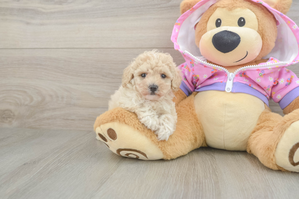Small Poodle Purebred Pup