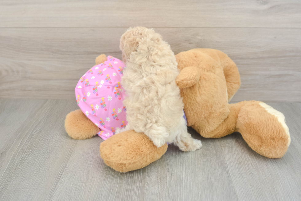 Poodle Puppy for Adoption