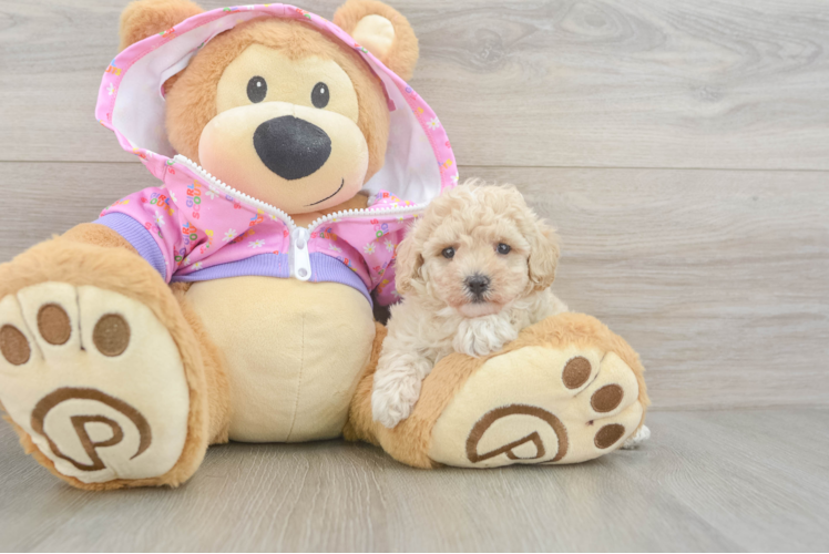 Friendly Poodle Baby