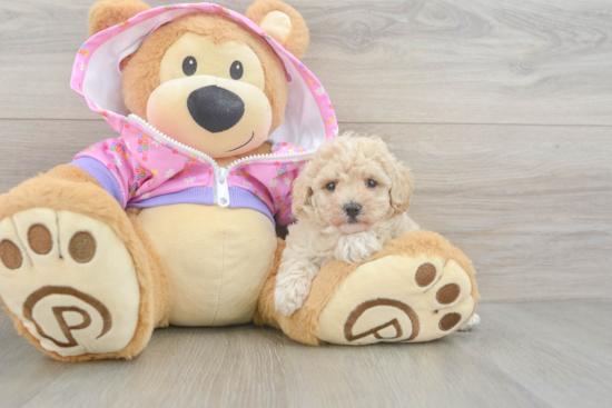 Friendly Poodle Baby