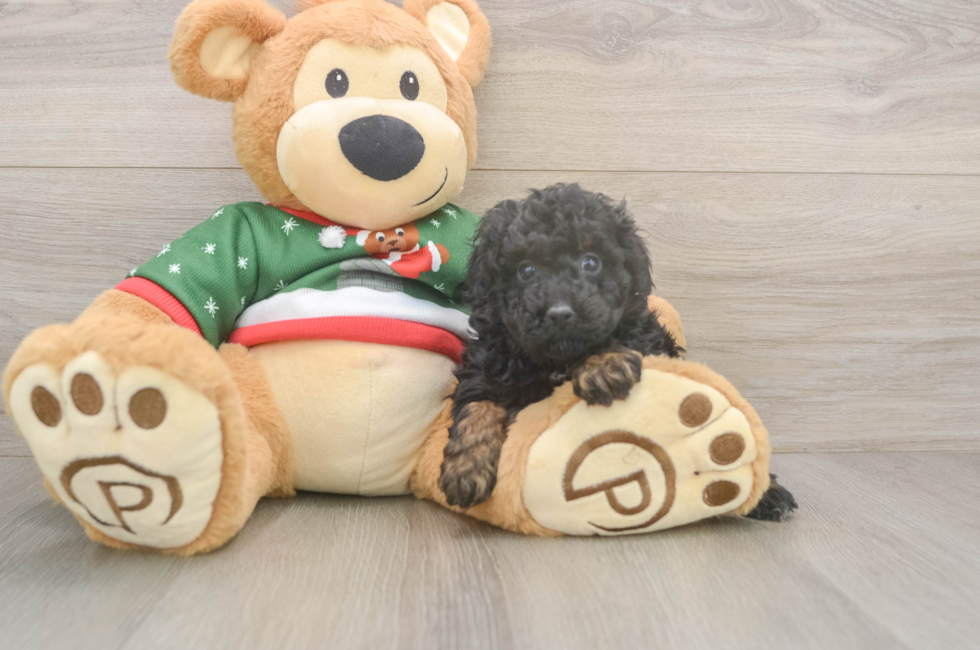 7 week old Poodle Puppy For Sale - Premier Pups