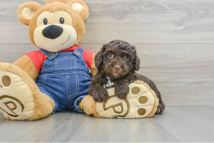 Akc Registered Poodle Baby