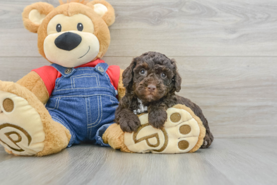 Akc Registered Poodle Baby