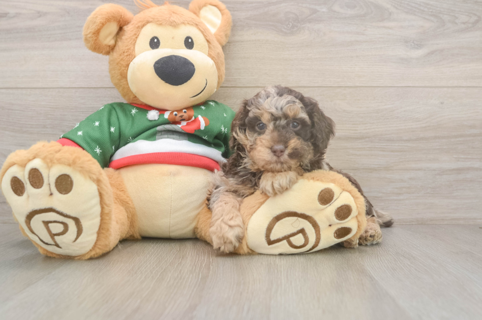 7 week old Poodle Puppy For Sale - Premier Pups