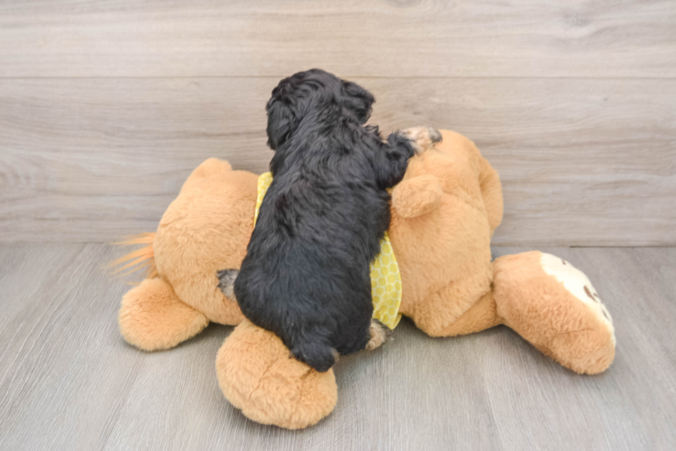 Poodle Pup Being Cute