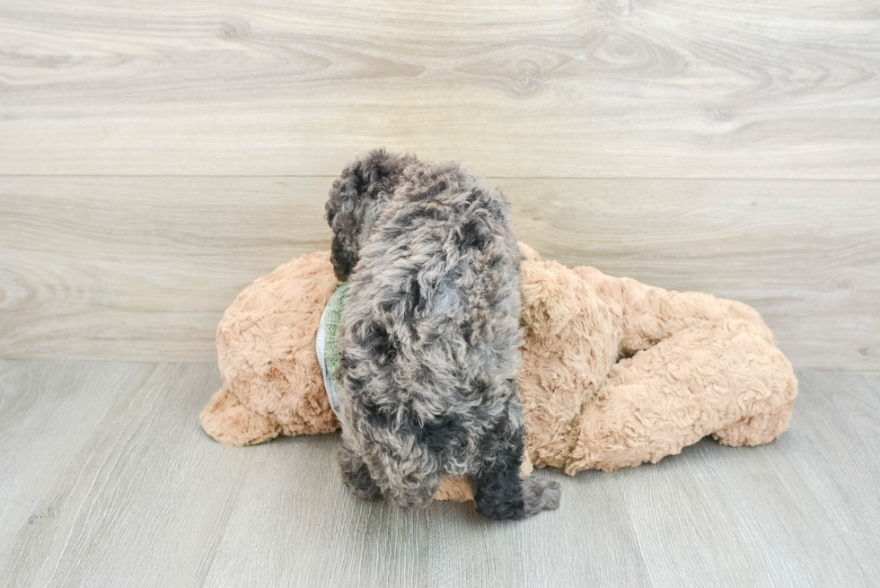 Poodle Puppy for Adoption