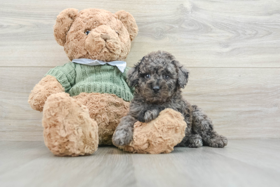Poodle Pup Being Cute
